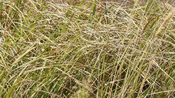 Herbe Sèche Dans Prairie — Photo