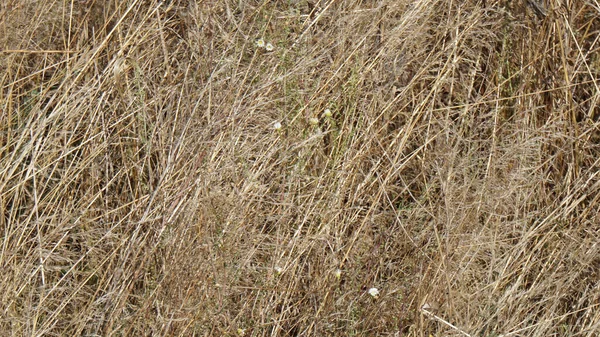 草原の乾いた草 — ストック写真