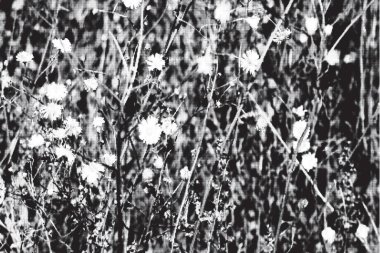 Vahşi bir çayırda sonbahar kurak bitkilerinin arka planı