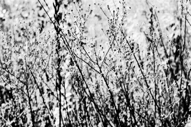 Vahşi bir çayırda sonbahar kurak bitkilerinin arka planı