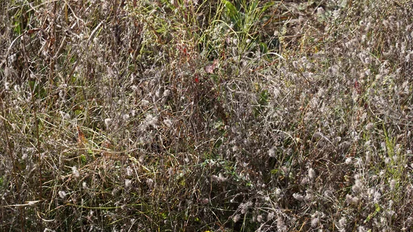 Herbe Sèche Dans Prairie — Photo