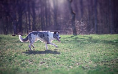 Sınır collie alanında. Herdingdog cinsi.