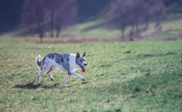 Collie Fronteira Campo Raça Cão Pastor — Fotografia de Stock