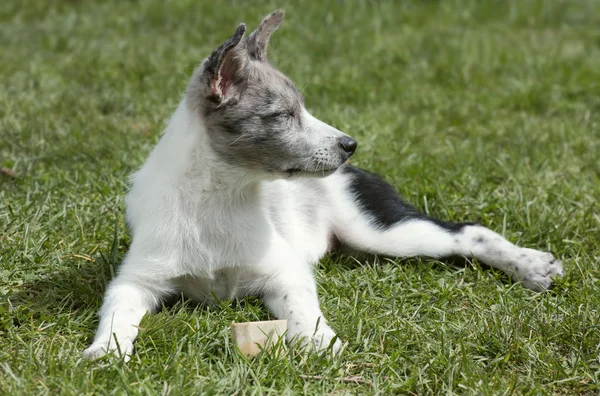 Dog Lies Grass His Eyes Closed Border Collie Puppy — Stock Photo, Image
