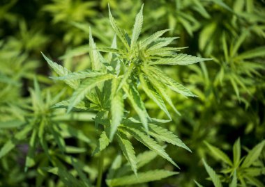 Tarımsal kenevir. Yabani kenevir ekimi. Kenevir yakın bırakır. Yabani kenevir ekimi. Esrar.