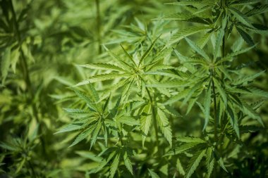 Tarımsal kenevir. Yabani kenevir ekimi. Kenevir yakın bırakır. Yabani kenevir ekimi. Esrar.