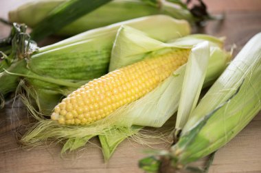 Olgun mısır taneleri. Bir mısır kulağı izole. 