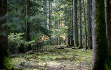 Ormanın çevresindeki yeşil çimenler. 