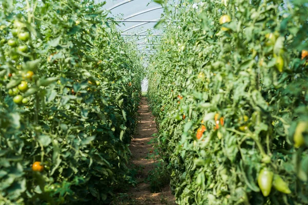Farm growing tomatoes. Greenhouse tomatoes. Ripe tomatoes all year long.