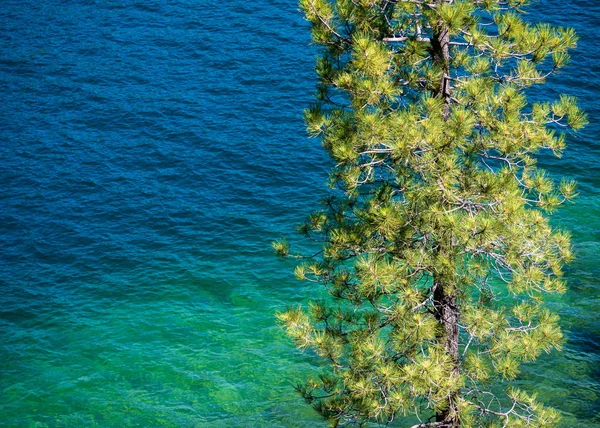 Mavi yeşil suya bakan Çam Gölü Tahoe