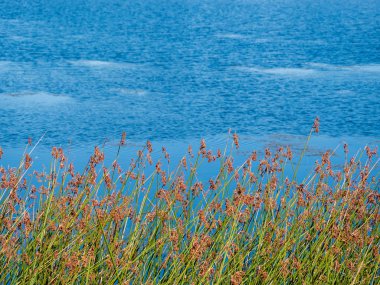 Summe gölün ucunda solan bitkiler