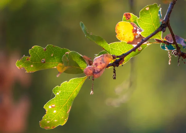 Verlichte eiken bladeren net beginnen te veranderen herfst colo — Stockfoto