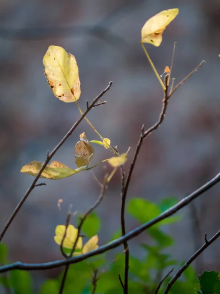 Hojas que se desvanecen bosque de color bronceado primer plano detalle disparo — Foto de Stock