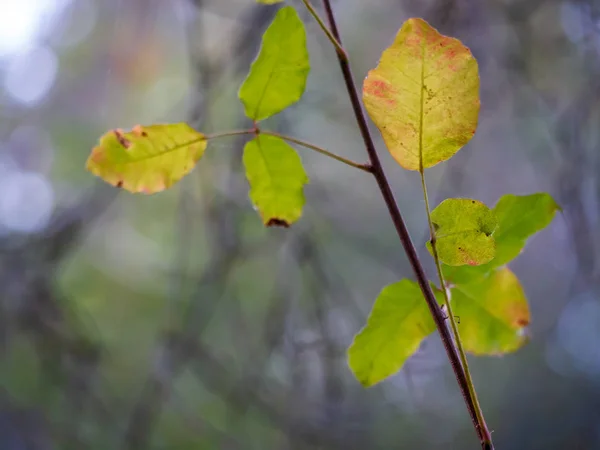 Sluiten van het blad van kleur veranderen groen geel rood — Stockfoto