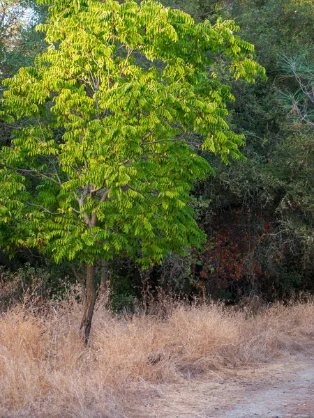 Foto albero con bella pendenza verde in congedo — Foto Stock