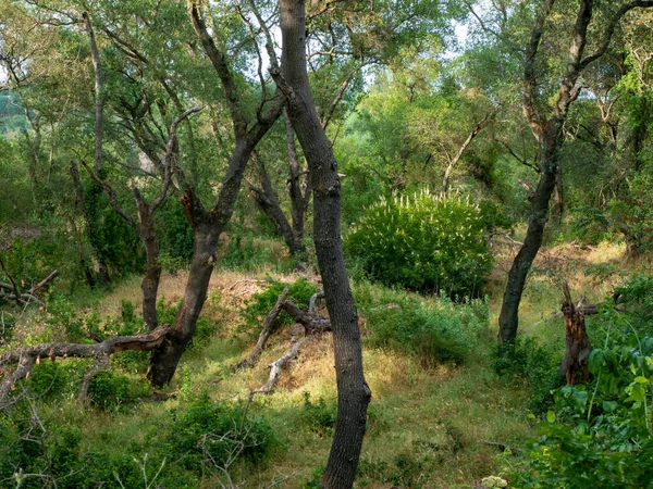 Csavart fatörzsek Riparian Forest landscape scene — Stock Fotó