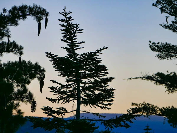 Lago Tahoe Nascer do sol através de árvores Dl Bliss State Park — Fotografia de Stock