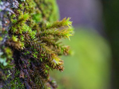 Islak yosun sporlarını kapatın.