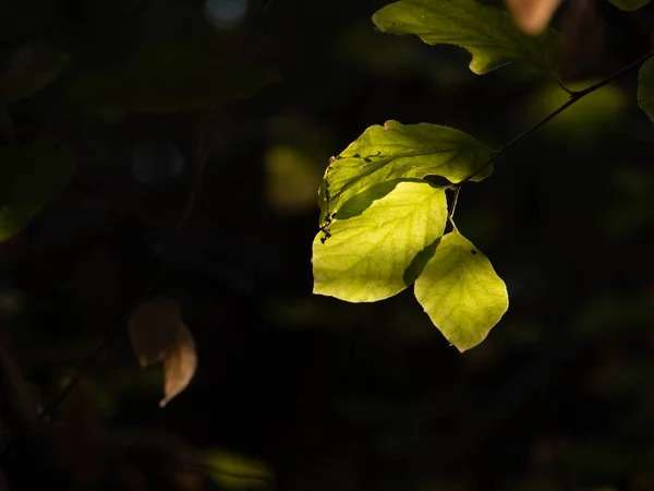 어두운 둘러쌓여 나뭇잎 — 스톡 사진