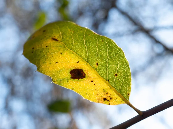 Glowing leaf change of seasons detail shot