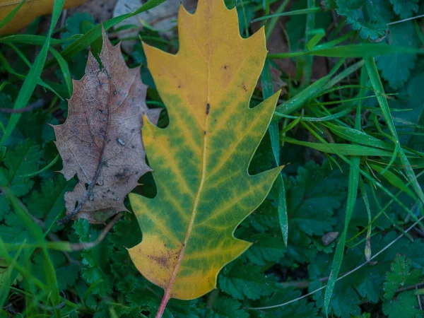 Gevallen Blad Verliest Kleur Naast Kleurloos Blad — Stockfoto