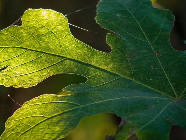 Gloeiend Blad Met Ader Andere Details — Stockfoto