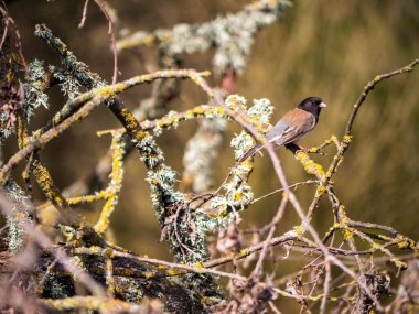 Kara Gözlü Junco meşe ormanında bir dala tünemişti.
