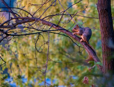 Ağaç dalına tünemiş sincap.
