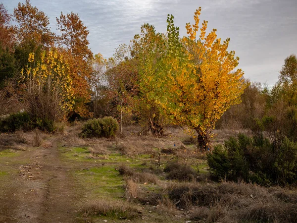 Campus Commons Parkway fiume americano in autunno — Foto Stock