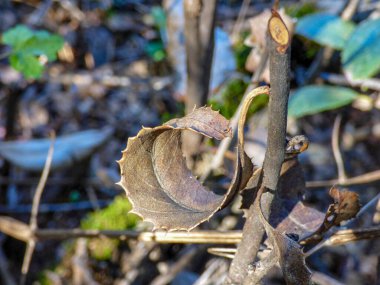 Kurumuş kahverengi yaprak dalda asılı.
