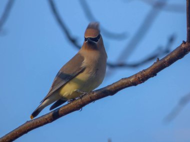 Sedir kanadı gölgede dallara tünedi