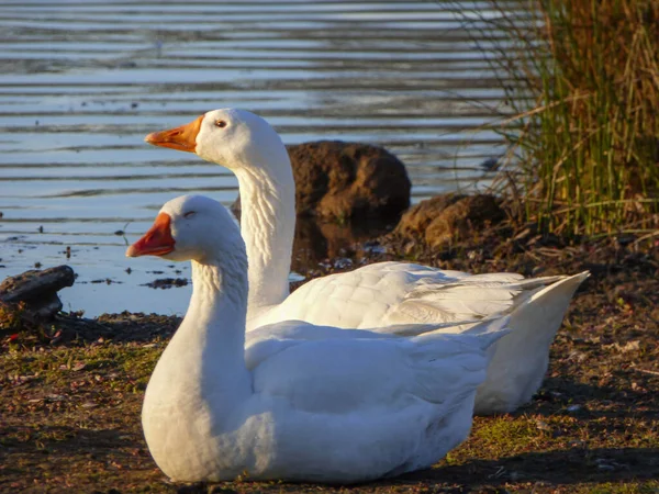 Pareja Gansos Blancos Disfrutando Del Amanecer Orilla Baja Del Río — Foto de Stock