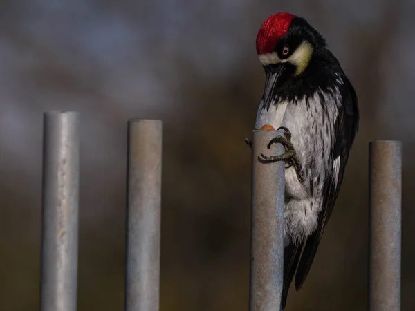 Eichelspecht Versteckt Eichel Flacher Metallstange — Stockfoto