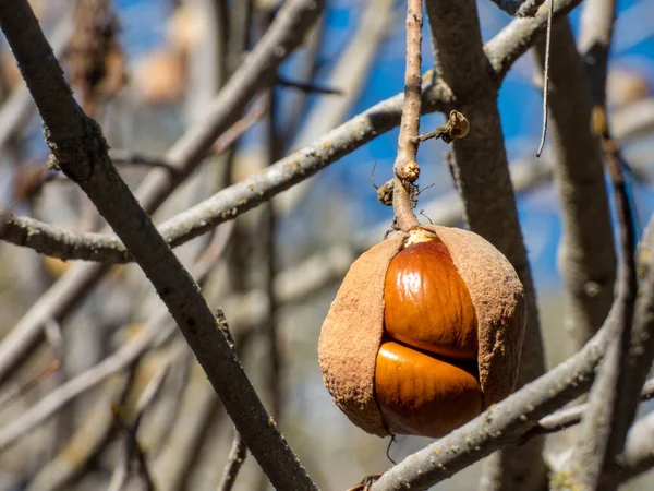 Kışın başında Buckeye tohumları kapanıyor.