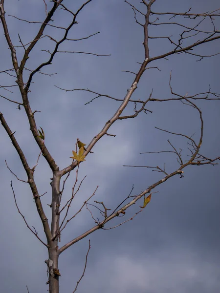 Árvore Inverno Com Ramos Nus Além Casal Folhas Solitárias Pendurar — Fotografia de Stock