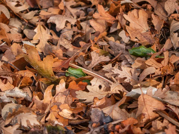 Close Van Droog Eiken Bladafval Bosbodem Met Eikenhout Levende Eikenbladeren — Stockfoto