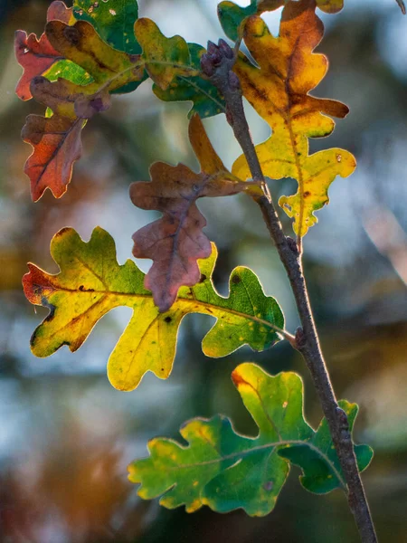 Detail Shot Van Valley Oak Quercus Lobata Bladeren Herfst Overgang — Stockfoto