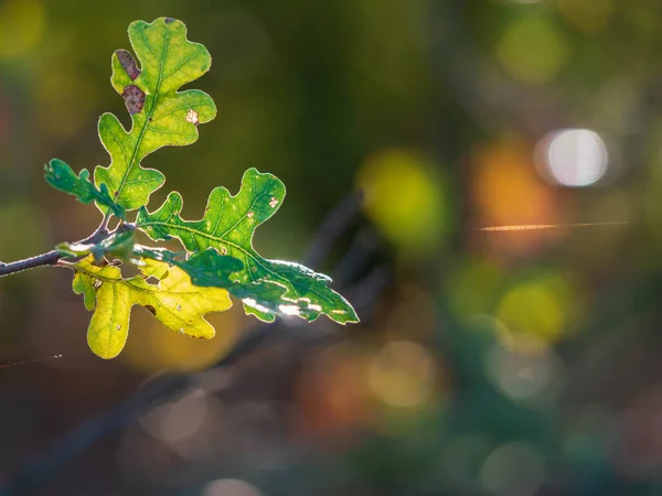 Detail Shot Van Valley Oak Quercus Lobata Bladeren Herfst Overgang — Stockfoto