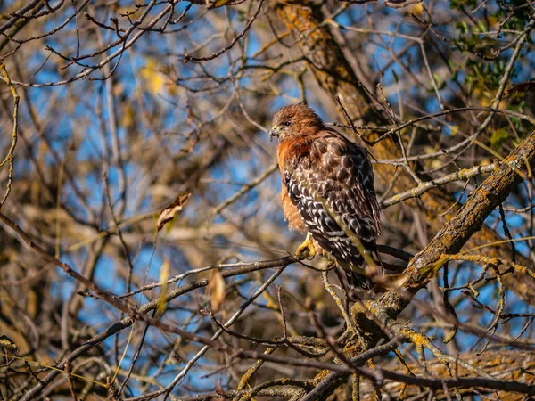 Buse Épaulettes Perchée Dans Arbre Hiver — Photo