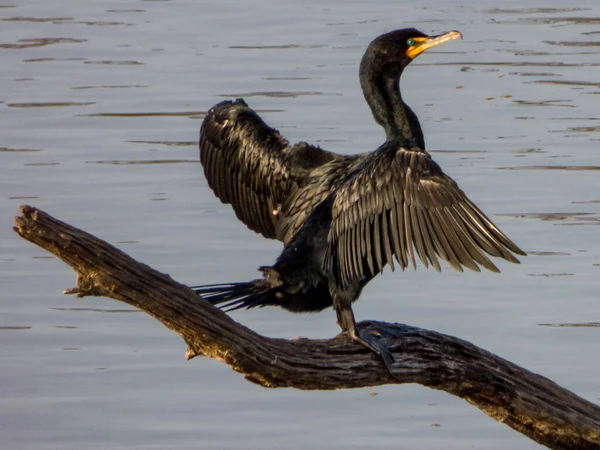 Çift tepeli karabatak (Phalacrocorax auritus) balıklar için dalış yaptıktan sonra kanatlarını kurutur. Kanatları su geçirmez değil bu yüzden daldıktan sonra kurutmak zorundalar..