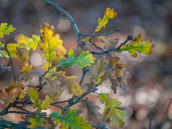 Detail Shot Van Valley Oak Quercus Lobata Bladeren Herfst Overgang — Stockfoto