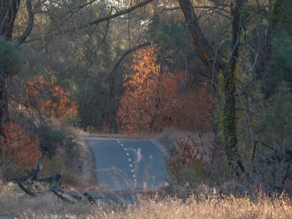 Sonbaharda Jedediah Smith Memorial Trail 'de sonbahar renkleri. The Paved Bike Patikası Sacramento' dan Folsom CA 'ya kadar uzanıyor.