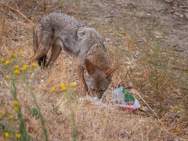 Çakal (Canis latrans) artıklar için atılmış fast food çöplerini topluyor. Çöp atmanın, yiyeceklere ulaşmak için plastik ve diğer çöpleri yiyebilmelerinden dolayı vahşi yaşamı nasıl olumsuz etkileyebileceğinin bir örneği.