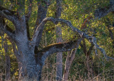 Güneş ışığı yapraklarıyla yayılmış ve kıvrılmış vadi meşesi ağacı.