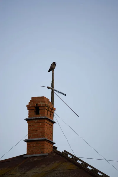 Corvo sentado na chaminé — Fotografia de Stock