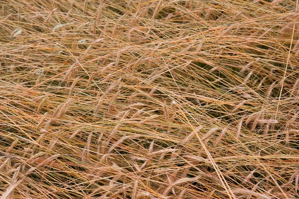 Champ de blé fond — Photo