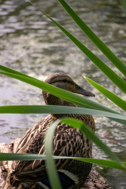 Çalılıklarda ördek