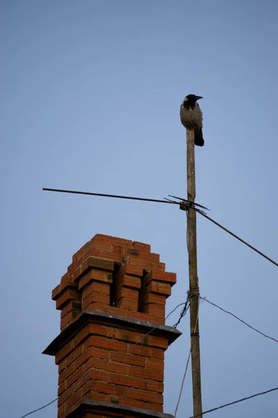 Corvo sentado na chaminé — Fotografia de Stock