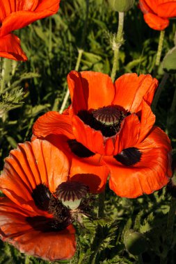 Haşhaş yaprakları, erkek organlar ve erkek organlar.