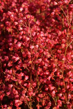 Heichera kanı kırmızı, bir sürü kırmızı mercan çiçeği